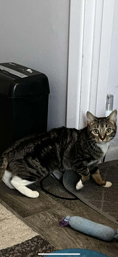 REIGN - Domestic Short Hair available for adoption