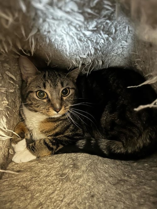 REIGN - Domestic Short Hair available for adoption