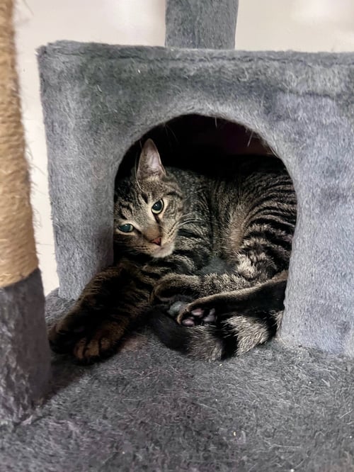 HOAGIE - Domestic Short Hair available for adoption