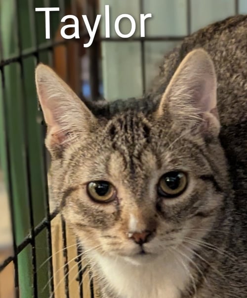 TAYLOR - Domestic Short Hair available for adoption