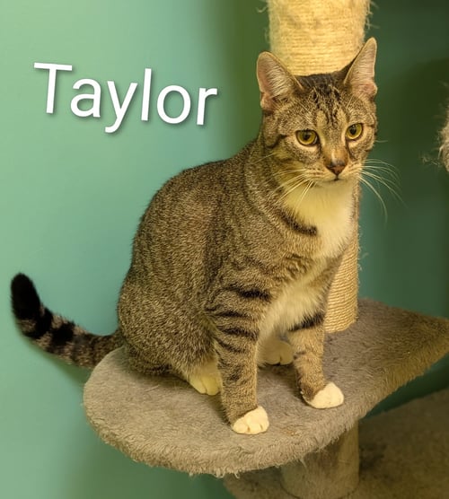 TAYLOR - Domestic Short Hair available for adoption