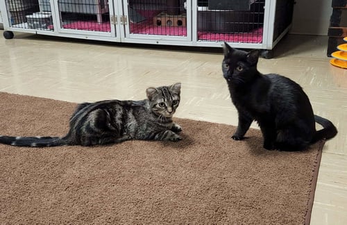 JEMIMA AND JELLYORUM BONDED SISTERS SPECIAL NEEDS - Domestic Short Hair available for adoption