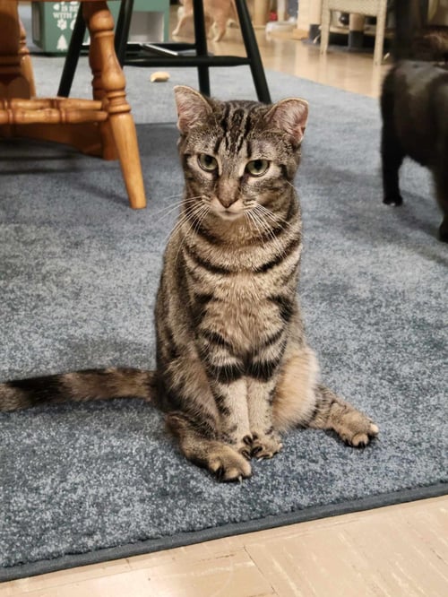 JEMIMA AND JELLYORUM BONDED SISTERS SPECIAL NEEDS - Domestic Short Hair available for adoption