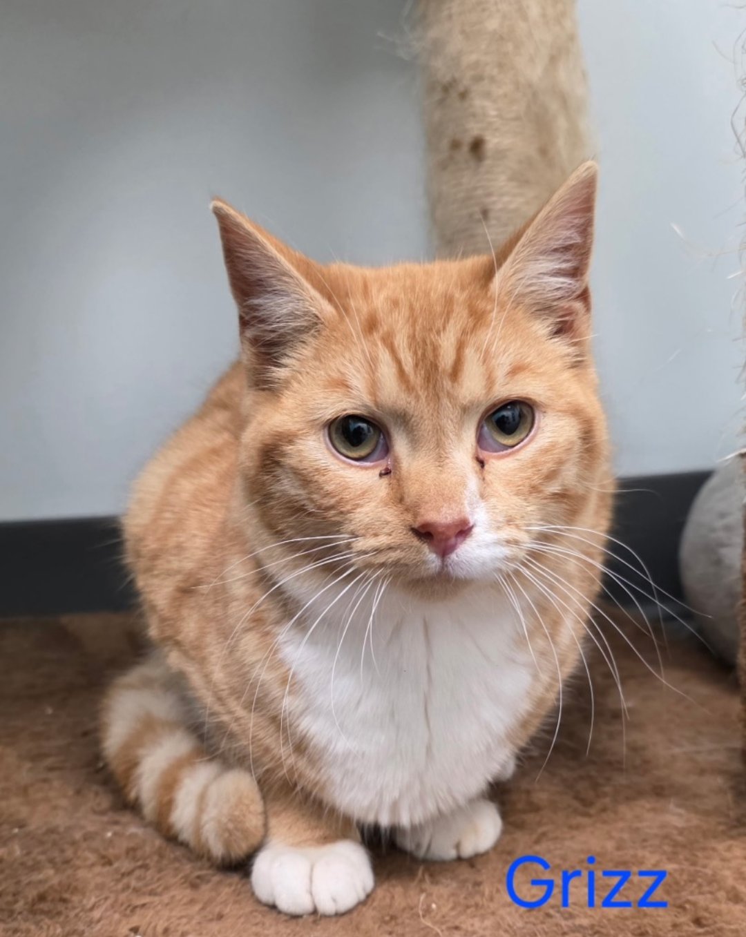 GRIZZ - Domestic Short Hair available for adoption