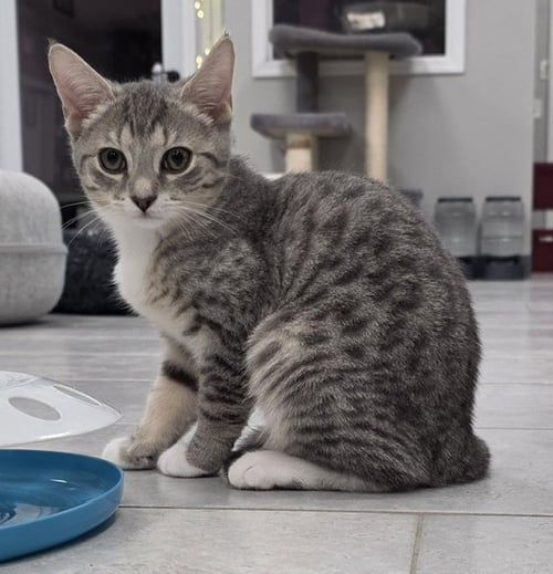 GARDENIA - Domestic Short Hair available for adoption