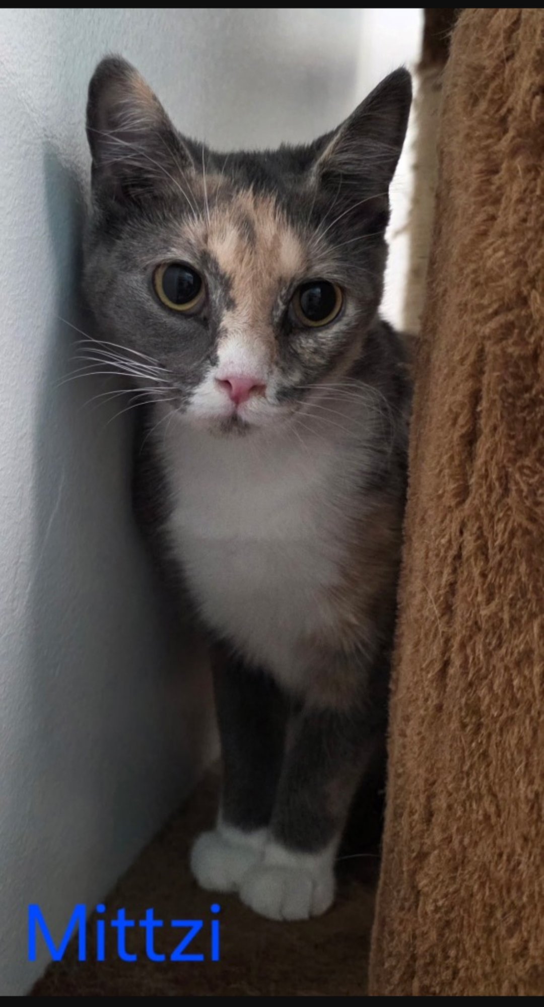 MITTZI SPECIAL NEEDS NO HIP BONES - Domestic Short Hair available for adoption