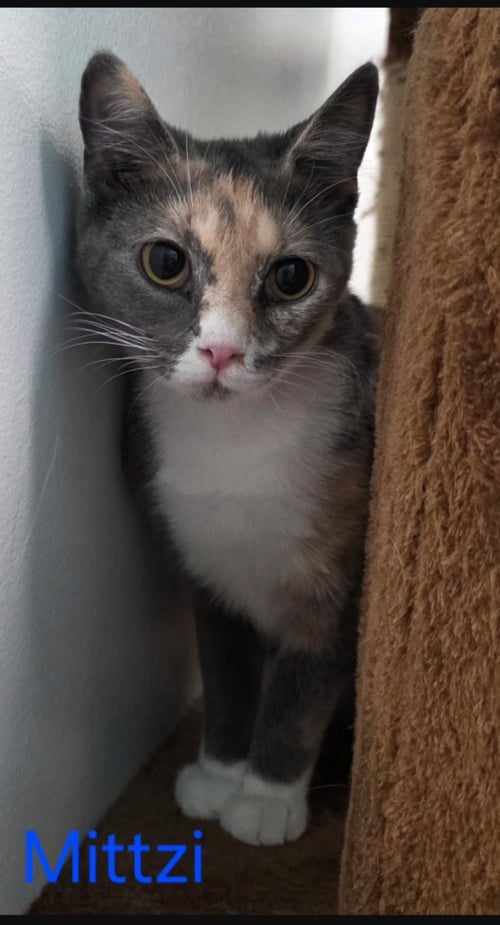 MITTZI SPECIAL NEEDS NO HIP BONES - Domestic Short Hair available for adoption
