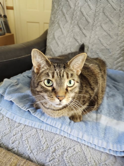 WATSON AND MURPHY**COURTESY POST** - Domestic Short Hair available for adoption