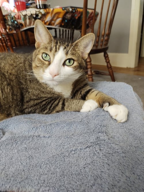 WATSON AND MURPHY**COURTESY POST** - Domestic Short Hair available for adoption