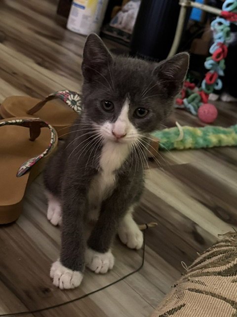 CALLY - Domestic Short Hair available for adoption