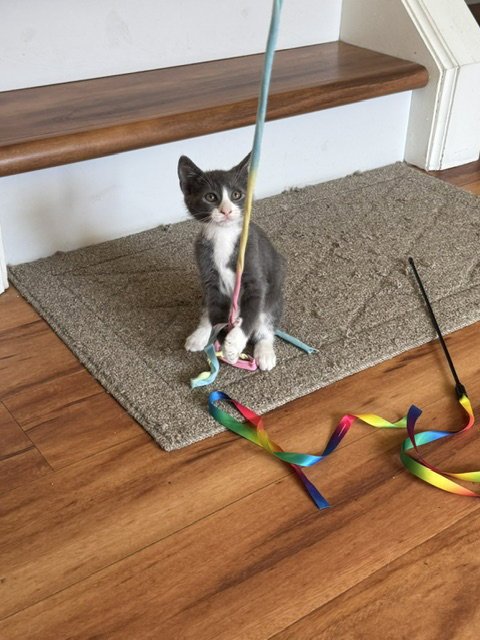 CALLY - Domestic Short Hair available for adoption