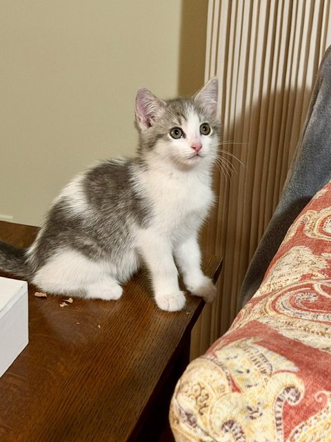 PIXIE - Domestic Short Hair available for adoption