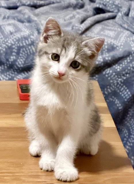 PIXIE - Domestic Short Hair available for adoption