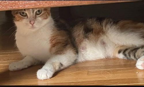 ROWENA - Domestic Short Hair available for adoption