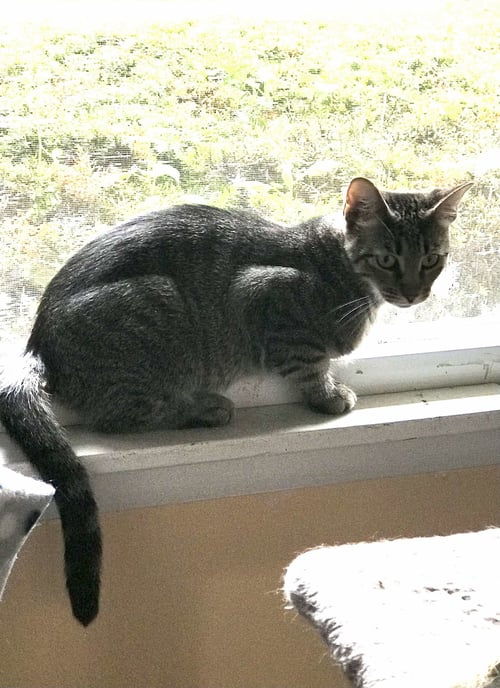 FAE - Domestic Short Hair available for adoption