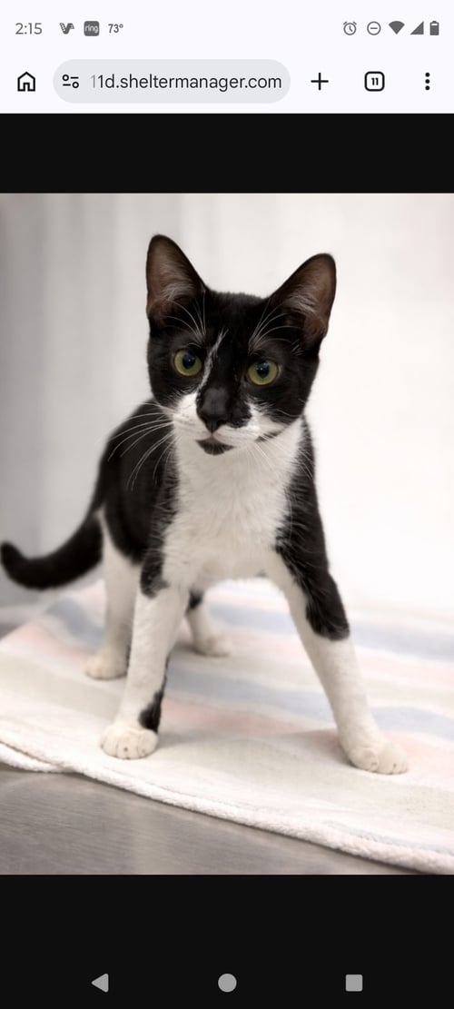 BILLY SPECIAL NEEDS CH - Domestic Short Hair available for adoption