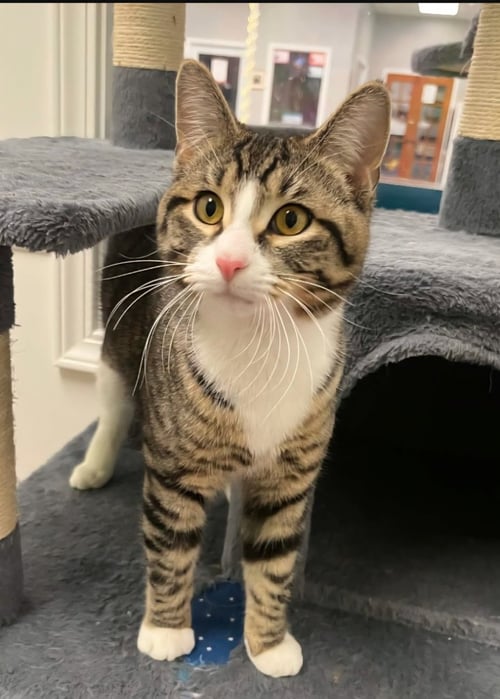WASABI SPECIAL NEEDS CH - Domestic Short Hair available for adoption