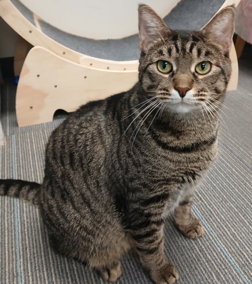 ZITI - Domestic Short Hair available for adoption