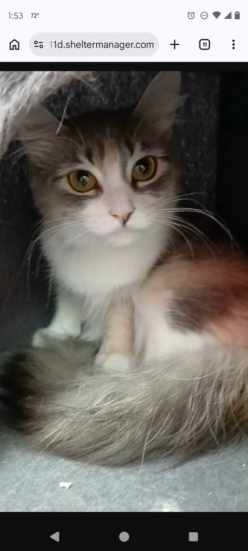 WHISKEY - Domestic Short Hair available for adoption
