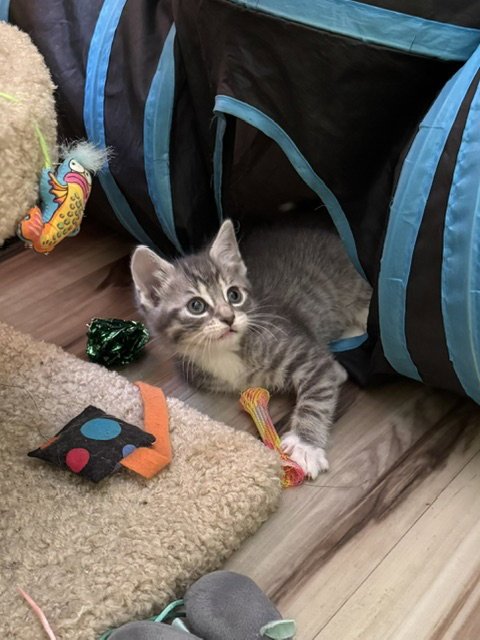 JASMINE - Domestic Short Hair available for adoption