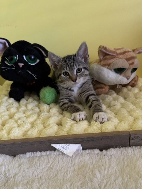 JASMINE - Domestic Short Hair available for adoption