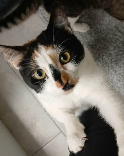 LEILA - Domestic Short Hair available for adoption