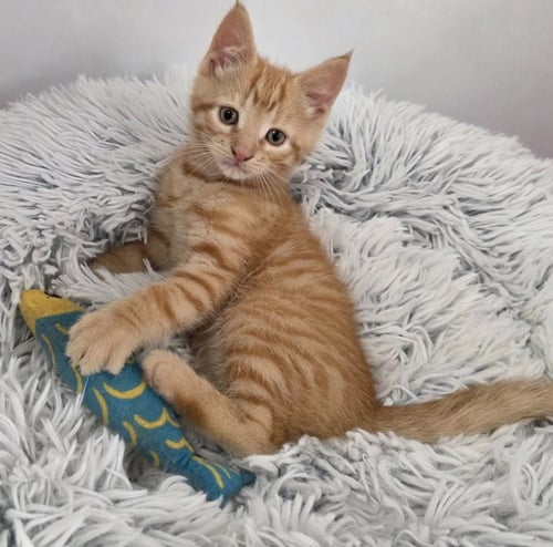 FINN - Domestic Short Hair available for adoption