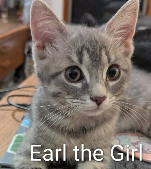 EARL THE GIRL - Domestic Short Hair available for adoption