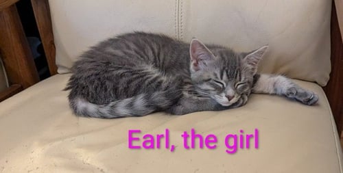 EARL THE GIRL - Domestic Short Hair available for adoption