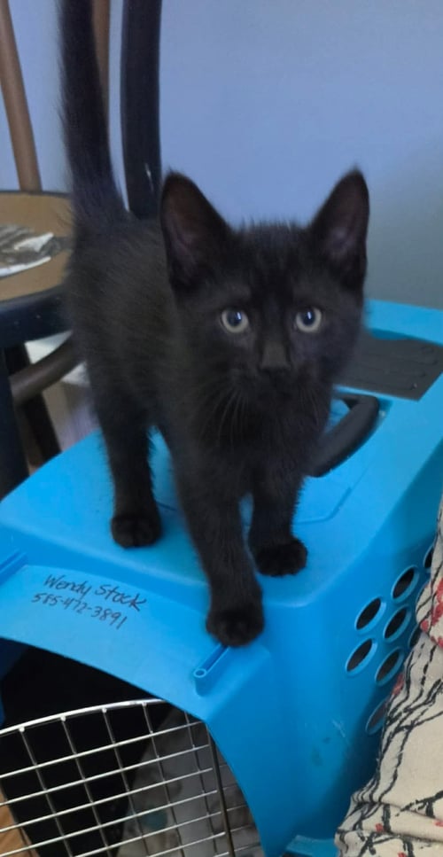 DRIZZLE - Domestic Short Hair available for adoption
