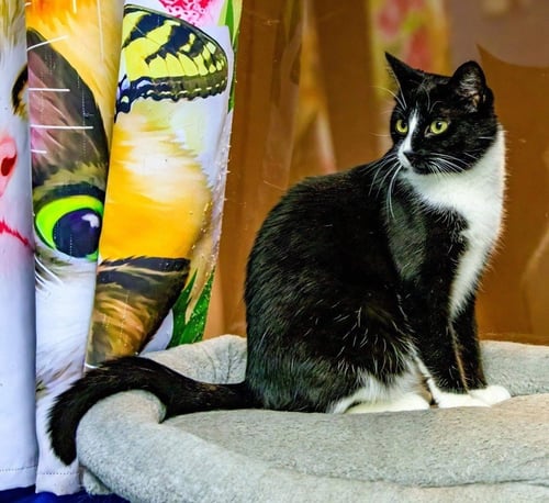 BENJAMIN BUTTON - Domestic Short Hair available for adoption