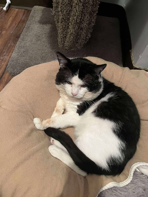 TORO - Domestic Short Hair available for adoption