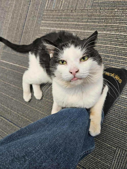 TORO - Domestic Short Hair available for adoption