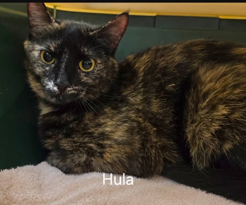 HULA - Domestic Short Hair available for adoption