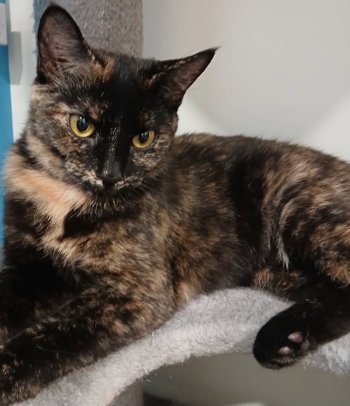 HULA - Domestic Short Hair available for adoption