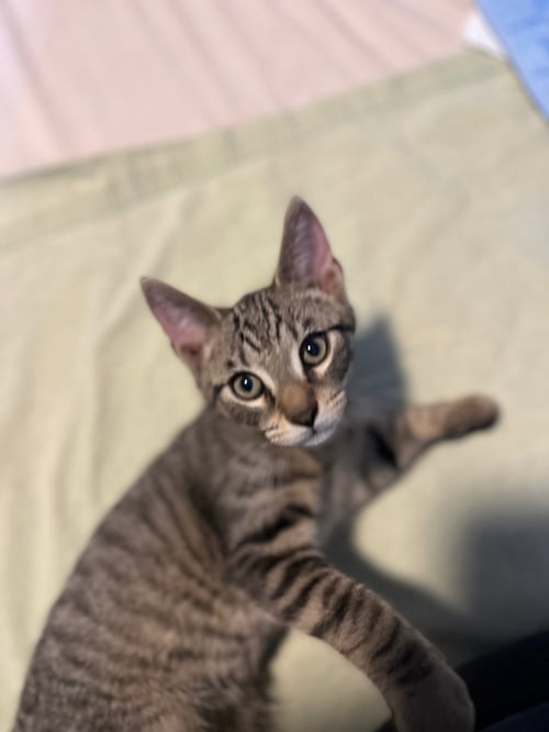 JJ - Domestic Short Hair available for adoption
