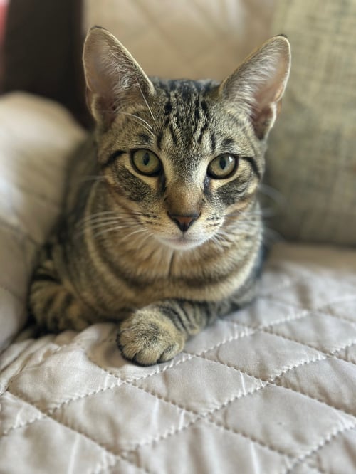 JJ - Domestic Short Hair available for adoption