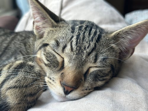 JJ - Domestic Short Hair available for adoption