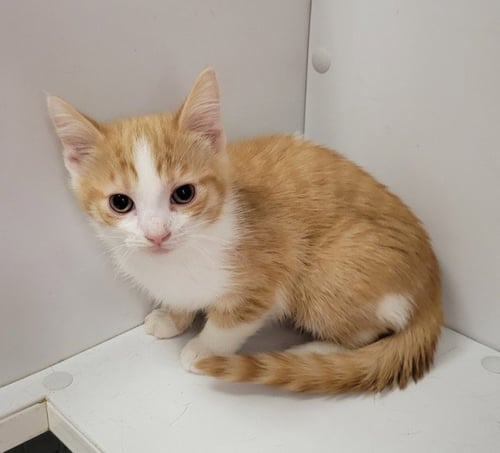 NOVA - Domestic Short Hair available for adoption
