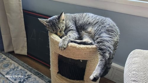 DUSTY ROSE - Domestic Short Hair available for adoption