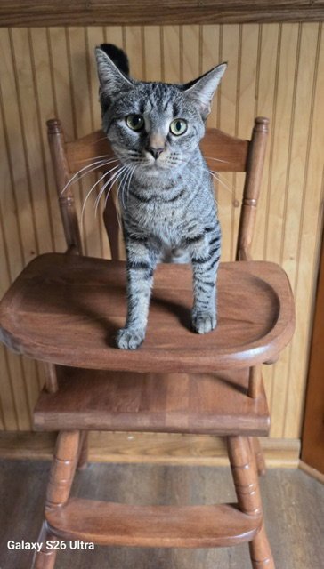 DUSTY ROSE - Domestic Short Hair available for adoption