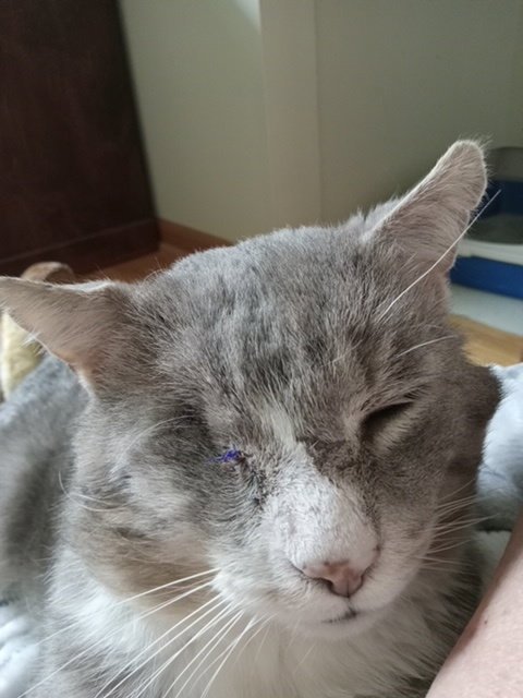 COOLIO- MISSING AN EYE - Domestic Short Hair available for adoption