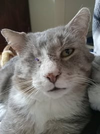 Coolio- missing an eye - Photo 2