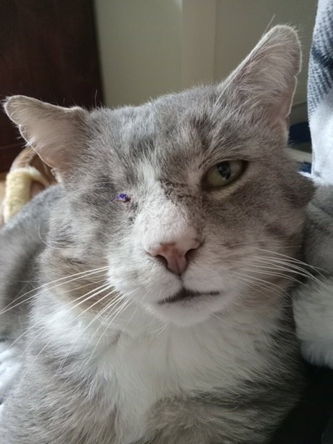 COOLIO- MISSING AN EYE - Domestic Short Hair available for adoption