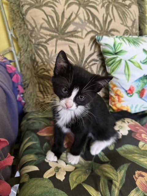 LILY - Domestic Short Hair available for adoption