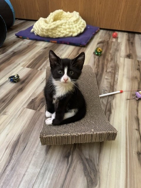 LILY - Domestic Short Hair available for adoption