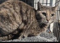 Pootie pie - Photo 1