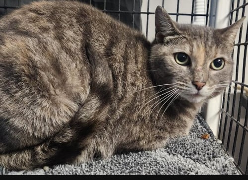 POOTIE PIE - Domestic Short Hair available for adoption