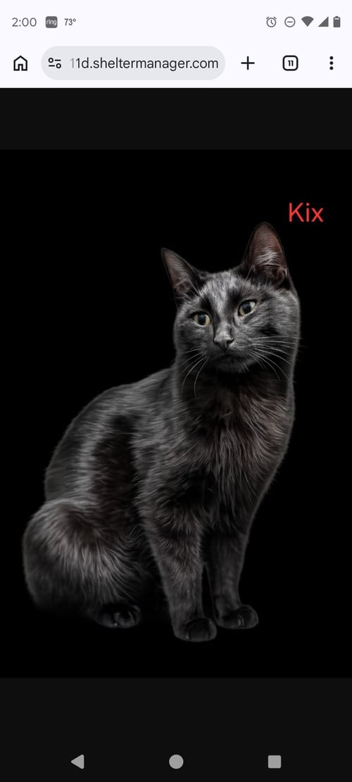 MAMA KIX - Domestic Short Hair available for adoption