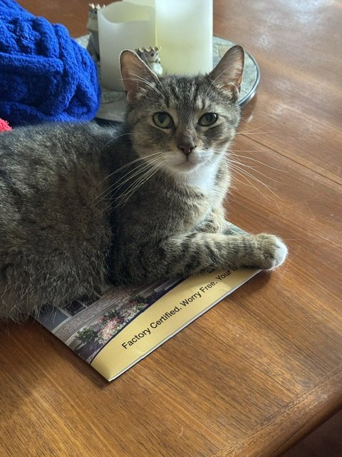 DAISY - Domestic Short Hair available for adoption